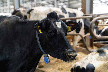 Obraz na płótnie Canvas Portrait of cute domestic cow. Animal milk farming close up view.