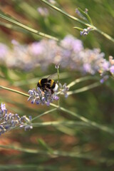 Beja en lavanda 