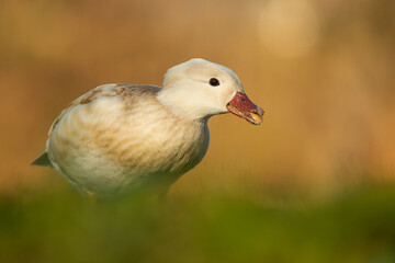 Mandarin duck (Aix galericulata) white morph, with a beautiful yellow coloured water surface....
