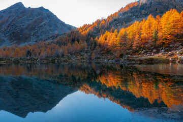 Fototapeta premium Amazing reflections of red leaves trees over Lake Arpy in the Alps of Aosta Valley Italy
