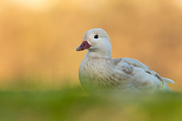 Mandarin duck (Aix galericulata) white morph, with a beautiful yellow coloured water surface. Beautiful white duck from the river in the morning mist. Wildlife scene from nature, Czech Republic