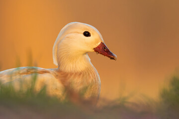Mandarin duck (Aix galericulata) white morph, with a beautiful yellow coloured water surface....