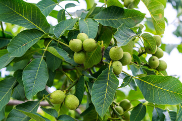 Obraz premium Summer green plant with organic fruit. The close up view of baby figs growing on a fig tree.