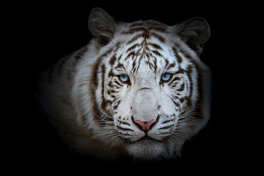 White tiger (Panthera tigris tigris), with a beautiful dark background. Colourful endangered animal with white hair sitting on the ground in the forest. Wildlife scene from nature, India