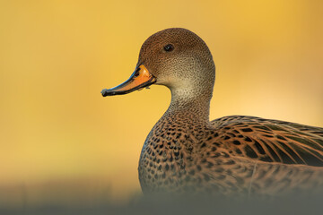 White-cheeked pintail (Anas bahamensis), with the beautiful yellow coloured water surface. Beautiful brown duck from the river in the morning mist. Wildlife scene from nature, Czech Republic
