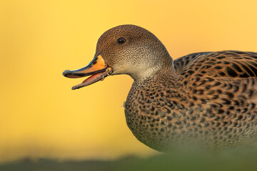 White-cheeked pintail (Anas bahamensis), with the beautiful yellow coloured water surface. Beautiful brown duck from the river in the morning mist. Wildlife scene from nature, Czech Republic