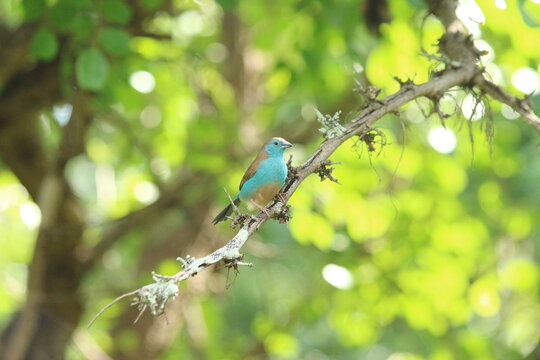Red-cheeked Cordon-bleu in Tanzania