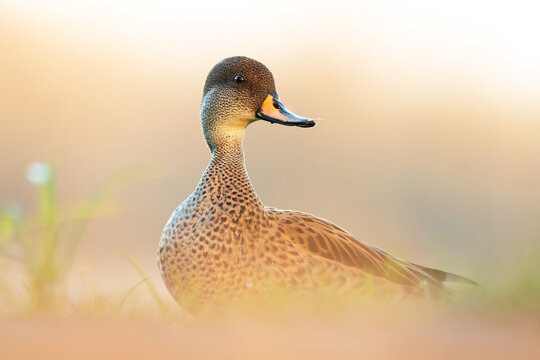 White-cheeked pintail (Anas bahamensis), with the beautiful yellow coloured water surface. Beautiful brown duck from the river in the morning mist. Wildlife scene from nature, Czech Republic