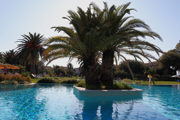 Pool, Palme, Korfu, Hotel, Urlaub, Wellness
