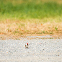 Goldfinch standing on the ground