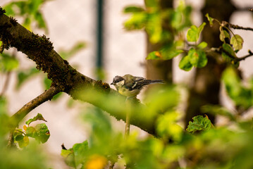 View of great tit perched among leaves on an apple tree