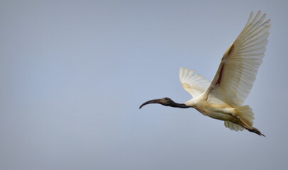 Obraz premium black headed ibis bird in flight