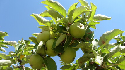 Manzanas