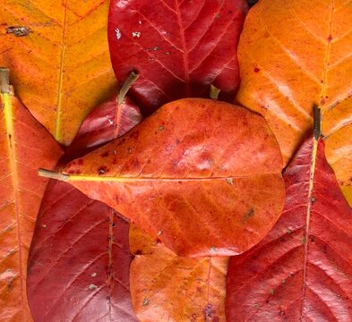 Folhas coloridas de outono