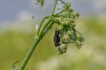 mouche acrobate