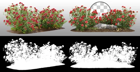 Foto op Aluminium Cutout flowering bush isolated on transparent background via an alpha channel. Red rose shrub for landscaping or garden design © Kimo