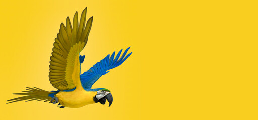 3d illustration of Scarlet Macaw Parrot on yellow background  © Vani