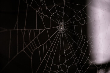 close up spider web with dew an dark background