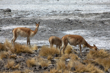A group of vicunas graze near hedionda lagoon altiplano bolivia