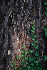 close up ivy on an old trunk