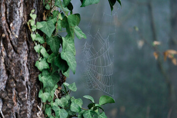 close up spider web on a tree with ivy and blurred background