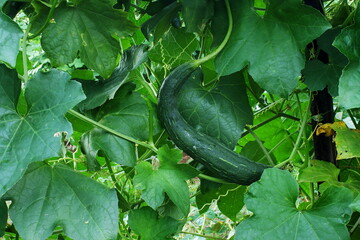 snake gourd or sponge gourd also known in india as galka,turiya,lufa on vine plant in garden - obrazy, fototapety, plakaty