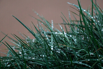 wet grass with water drops and a blurred background