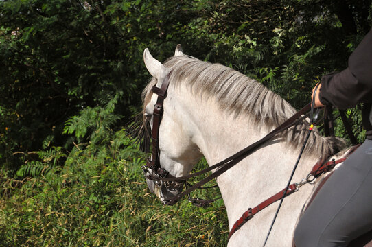 Vista por tr&aacute;s da cabe&ccedil;a de um cavalo branco a ser montado, cavalgar num trilho de montanha