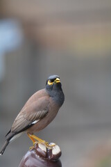 Common myna standing on the poll