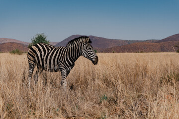 Fototapeta premium Zebra at Pilanesberg National Park. Johannesburg, South Africa