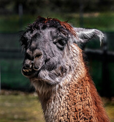 Portrait of red and white llama