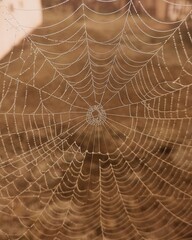 spider web with dew drops