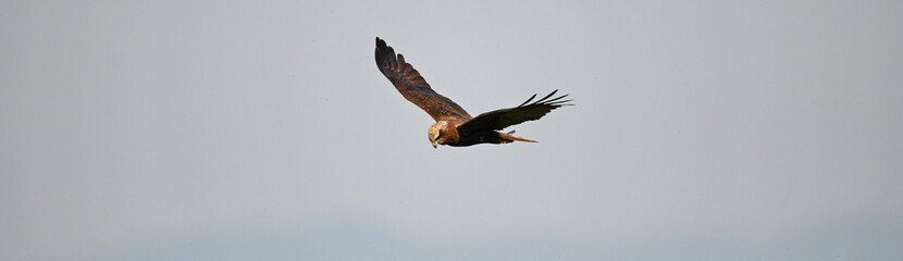 Western marsh harrier  (Circus aeruginosus) - female 
Rohrweihe - Weibchen
