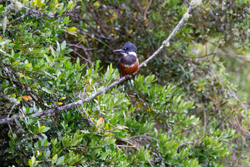 Ringed Kingfischer (Martin Pescador) Latin Name: Megaceryle torquata. Rio Maullin. Chile