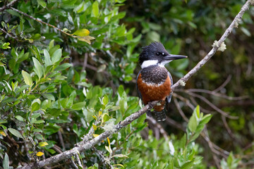 Ringed Kingfischer (Martin Pescador) Latin Name: Megaceryle torquata. Rio Maullin. Chile