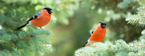 Two little birds sitting on fir tree branches. The common bullfinch or eurasian bullfinch