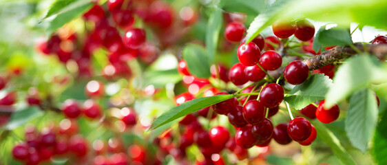 Branch of ripe cherries on a tree in a garden