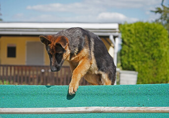 17 weeks old female shepherd puppy during training at the dog park