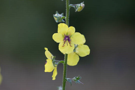 Fiore di campo giallo di verbascum blattaria, verbasco polline, nel suo ambiente verde naturale di biotopo.