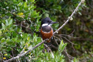 Ringed Kingfischer (Martin Pescador) Latin Name: Megaceryle torquata. Rio Maullin. Chile