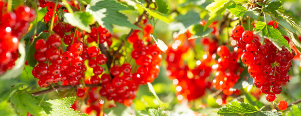 Ripe red currant in a garden