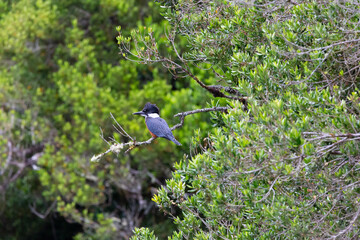 Ringed Kingfischer (Martin Pescador) Latin Name: Megaceryle torquata. Rio Maullin. Chile