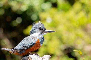 Ringed Kingfischer (Martin Pescador) Latin Name: Megaceryle torquata. Rio Maullin. Chile
