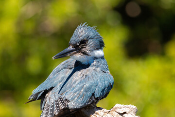 Ringed Kingfischer (Martin Pescador) Latin Name: Megaceryle torquata. Rio Maullin. Chile
