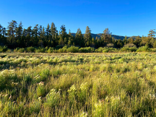 parkland grass forest park woodland clearing grassy field glen mountain hiking trail land summer - Powered by Adobe