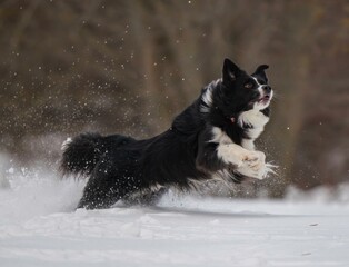 A dog plays with a disc in the snow