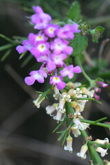 Barba de tigre y Lantana