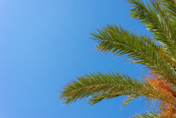 Green palm leaves against clear sky with copy space