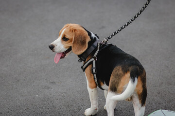 Beagle dog walks in an outdoor park.