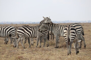 Fototapeta na wymiar Zebras cuddling one another in Nairobi National Parc